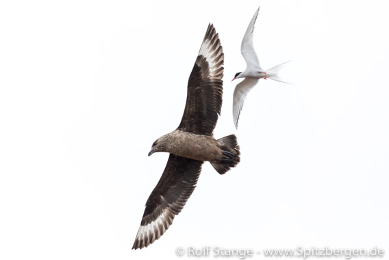 Arctic tern and Great skua