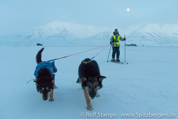 Mondscheintour mit Hunden im Adventdalen