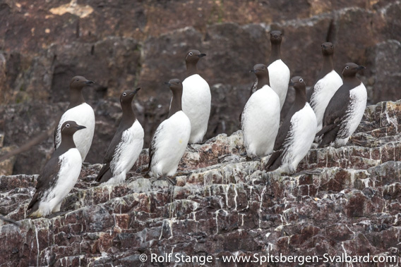 Common guillemots, Bjørnøya