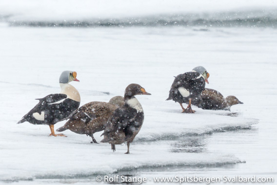 King eider