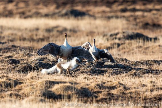 Pink-footed geese and arctic fox