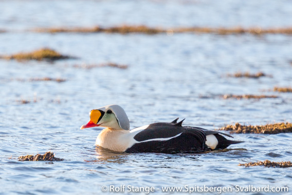 King eider