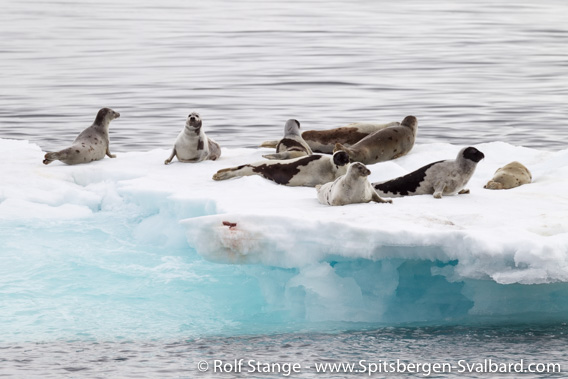 Groups of Harp seals on drift ice