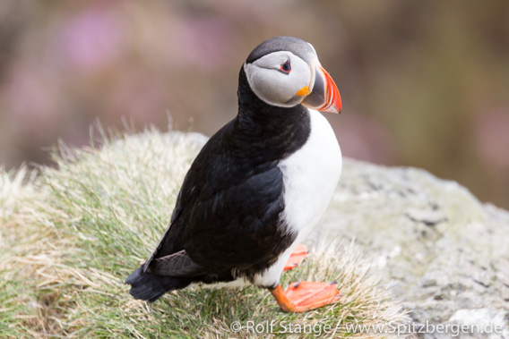 Papageitaucher, Jan Mayen