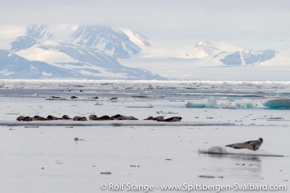 Groups of Harp seals on drift ice