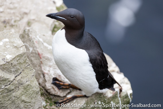 Brünich's guillemot, east coast of Bjørnøya