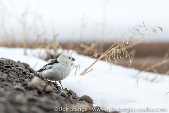 Snøspurv, Longyearbyen