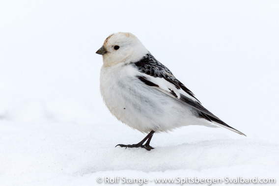 Snow bunting