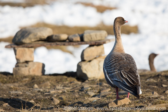 Pink-footed goose