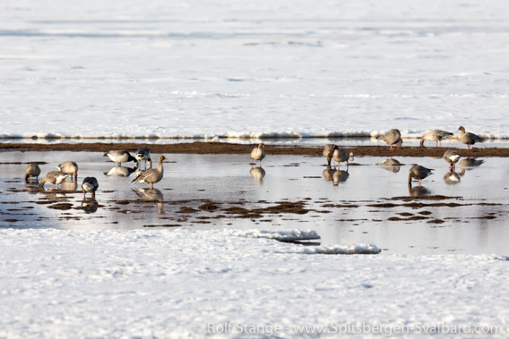 Pink-footed geese in Adventdalen, late May