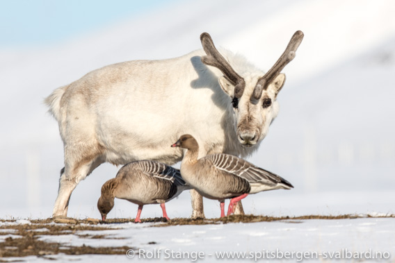 Svalbard reinsdyr og Kortnebbgås