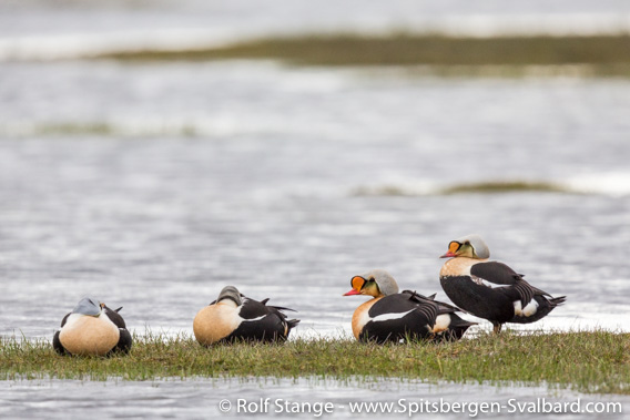 King eider