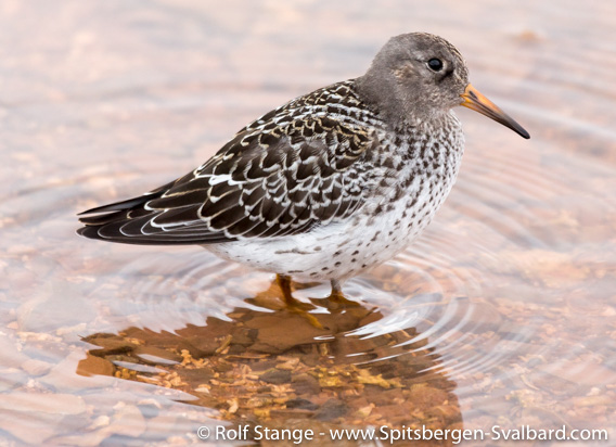 Purple sandpiper