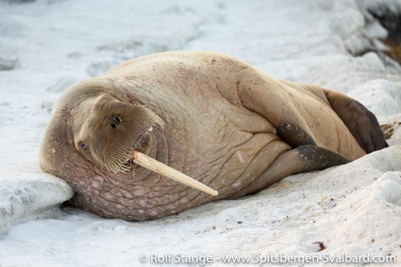 Walrus