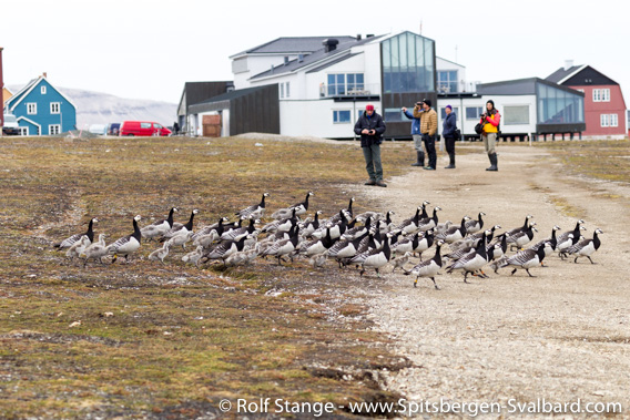 Barnacle geese in Ny-Ålesund