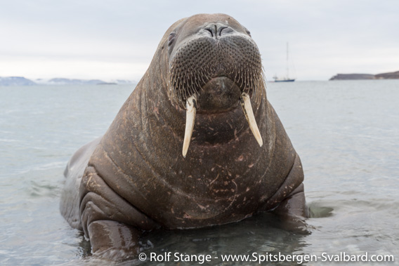 Walrus