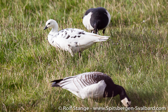 Leucistic Barnacle goose