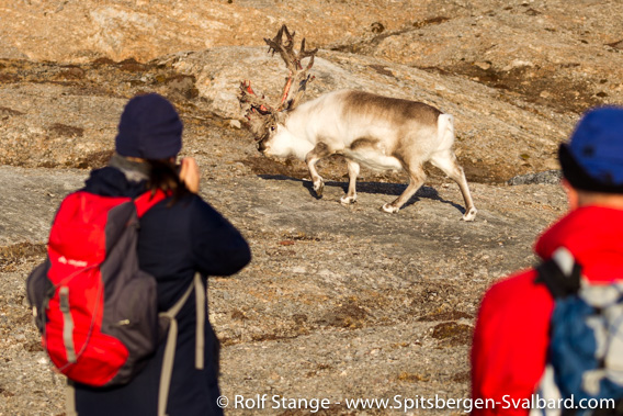 Reindeer and tourists