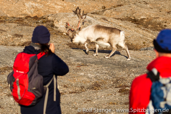 Spitzbergen-Rentier und Touristen