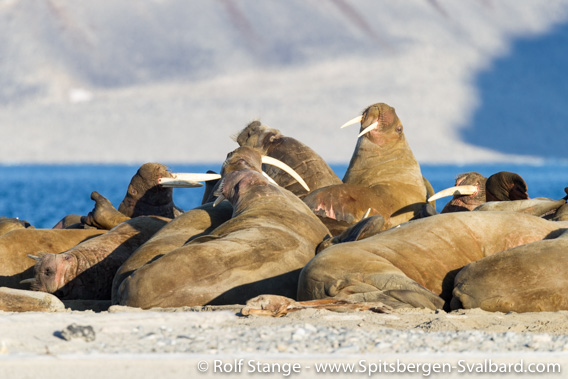 Walrus, Amsterdamøya