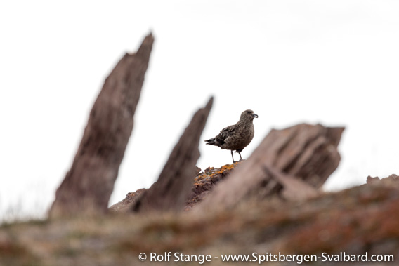 Great skua