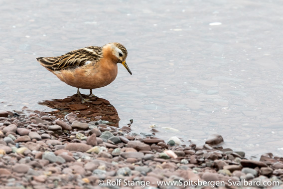 Grey phalarope