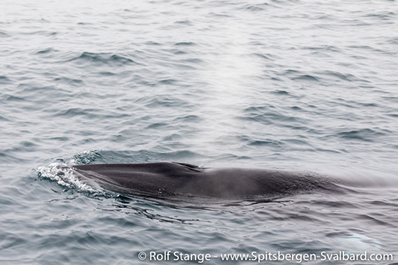 Minke whale