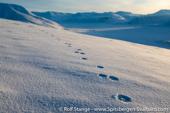 Tracks of an arctic fox on Hiorthfjellet