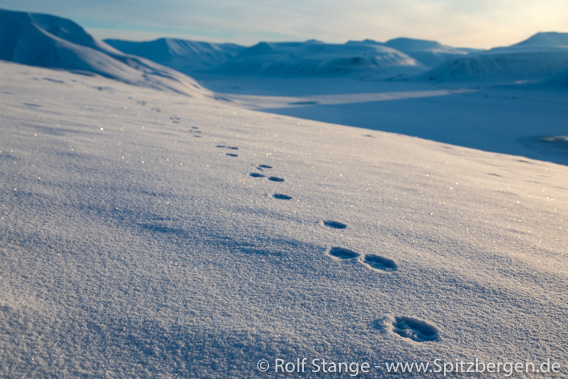 Spur Eisfuchs Hiorthfjellet