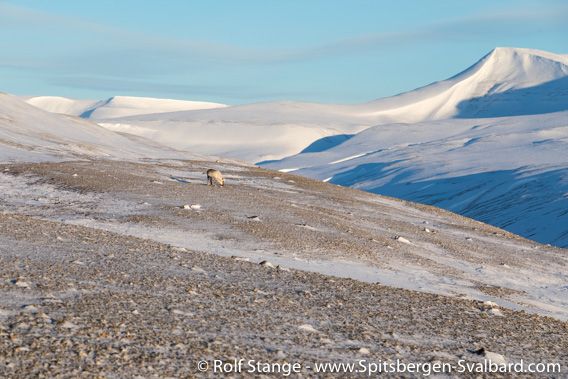 Reindeer