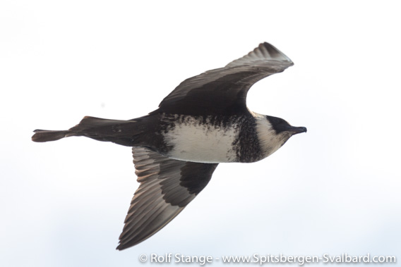 Pomarine skua