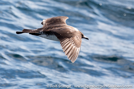 Pomarine skua