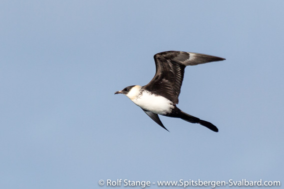 Pomarine skua