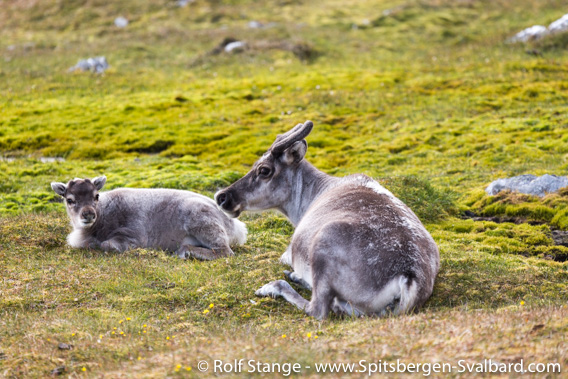 Spitsbergen reindeer, Alkhornet