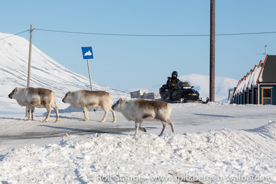 Svalbardrein i Longyearbyen