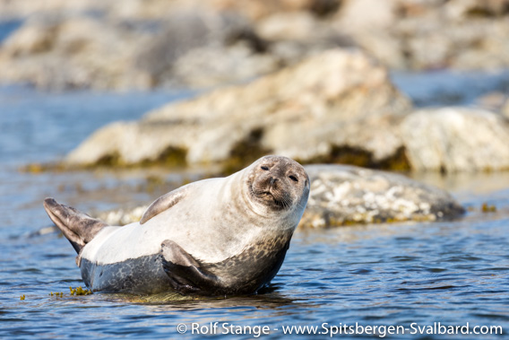 Harbour seal on Spitsbergen