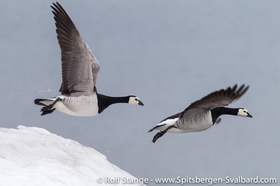 Barnacle geese, flying off after being disturbed by an arctic fox