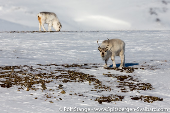 Svalbard reindeer, winter, Sassendalen