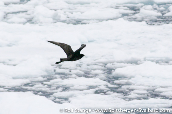 Dark morph Pomarine skua