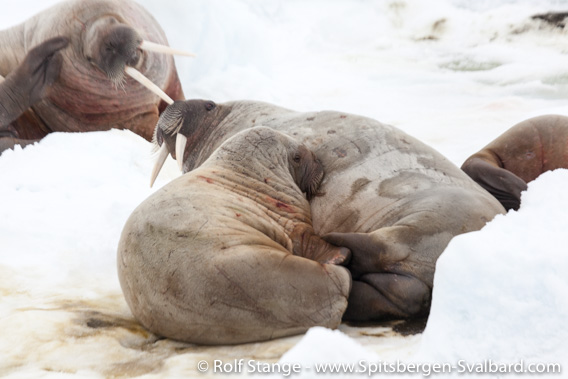 Walrus cow with calf