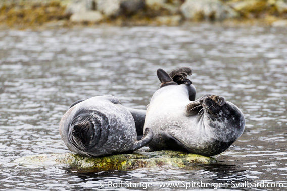 Harbour seal