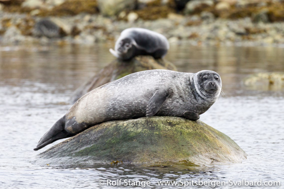 Harbour seals