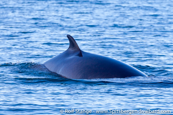 Minke whale