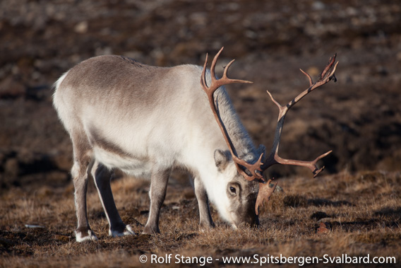 Svalbard reindeer, Blomstrandhalvøya