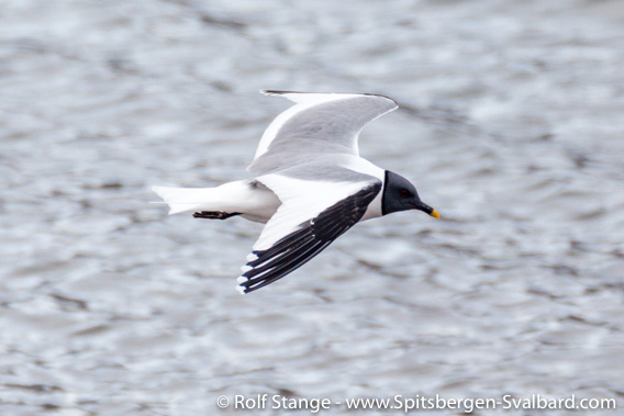 Sabine’s gull