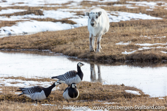 Barnacle geese after the spring migration