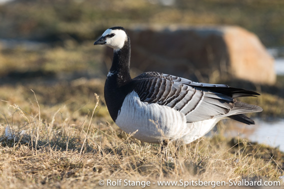 Barnacle goose