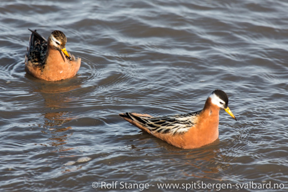 Polarsvømmesnipe