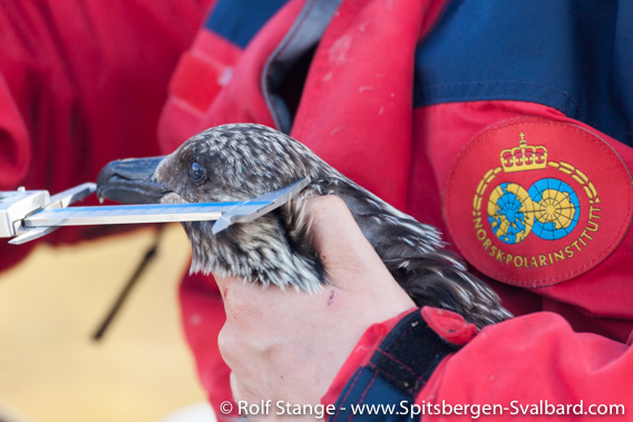 Great skua