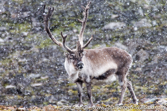 Svalbard reindeer: strong bull. Hornsund